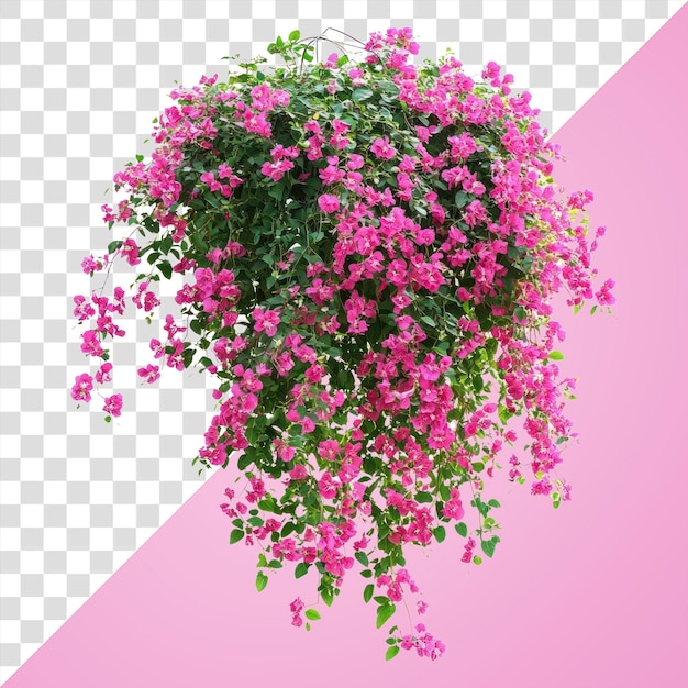 PNG arbustos de flores colgantes reales plantas de flores rosadas