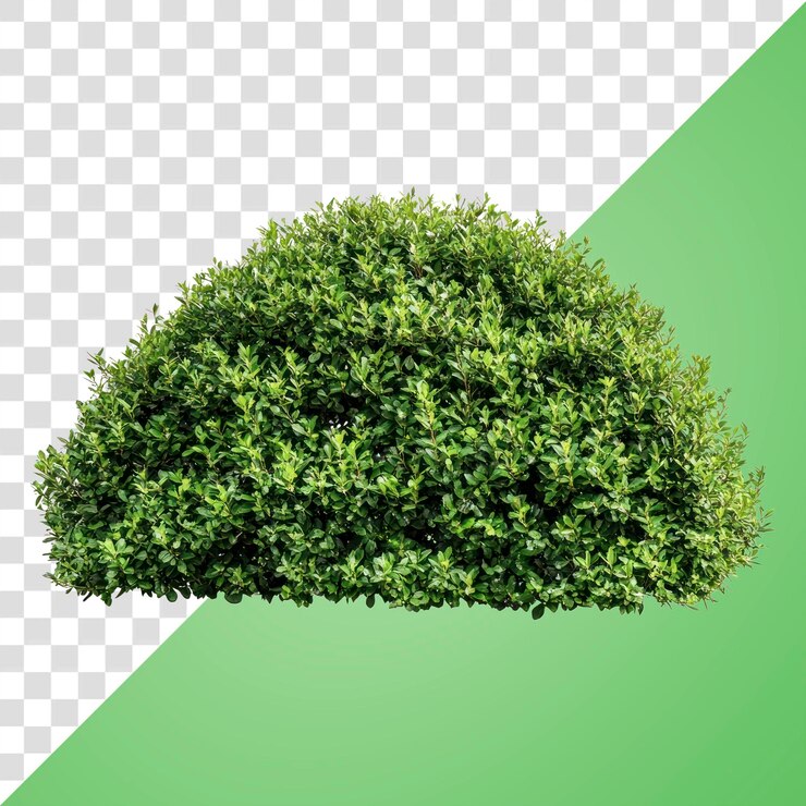 PSD png arbustos de jardín reales setos de plantas aisladas