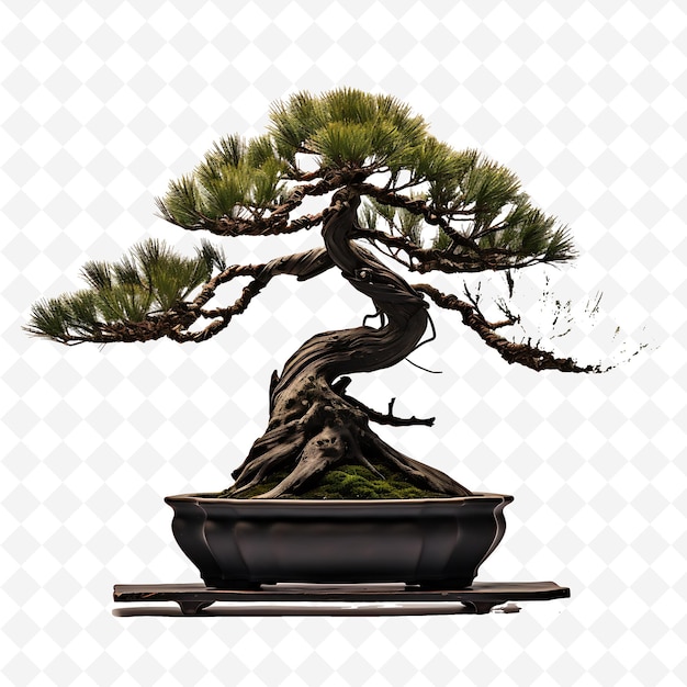 PSD png bonsai de pin noir pot laqué aiguilles tordues décor d'arbres divers transparents dramatiques