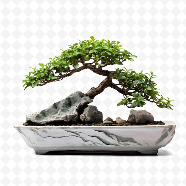 PSD png boxwood bonsai árbol olla de hormigón hojas ovaladas pequeñas minimalis transparente decoración de árboles diversos
