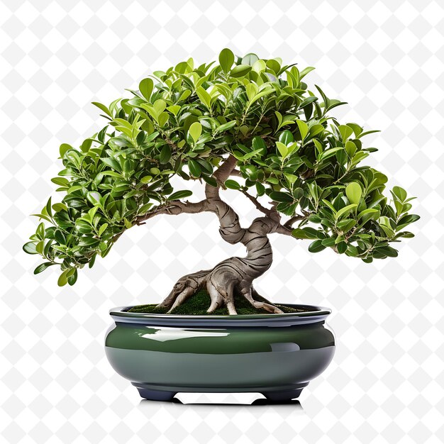 PSD png boxwood bonsai baum metallischer topf kleine ovale blätter minimalis transparent vielfältige bäume dekor