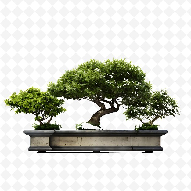 Png boxwood bonsai olla de hormigón hojas oblongas concepto de oasis urbano transparente decoración de árboles diversos