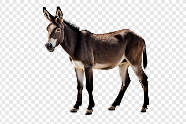 Png de burro aislado en un fondo transparente