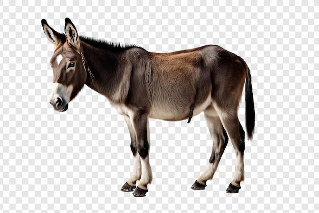 PSD png de burro aislado en un fondo transparente