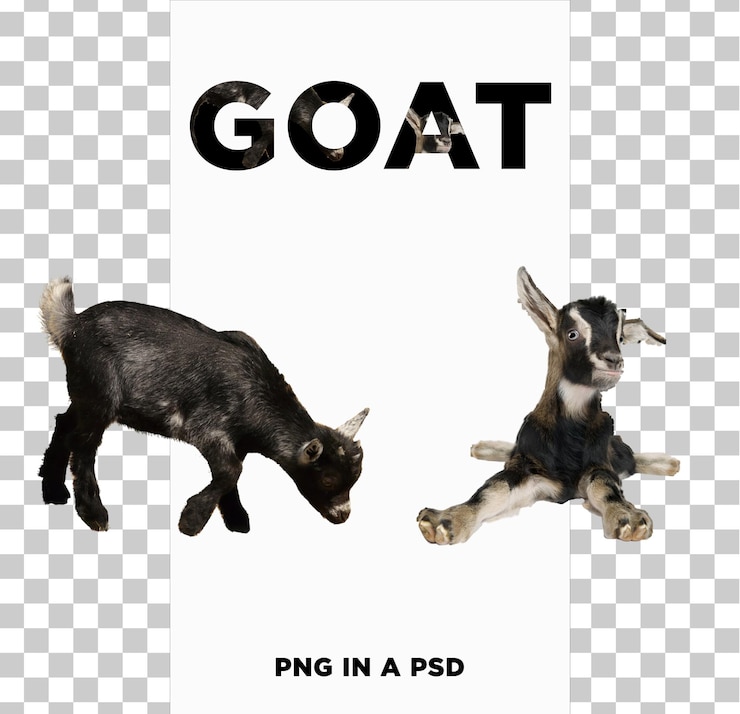 PSD png de cabra en un psd
