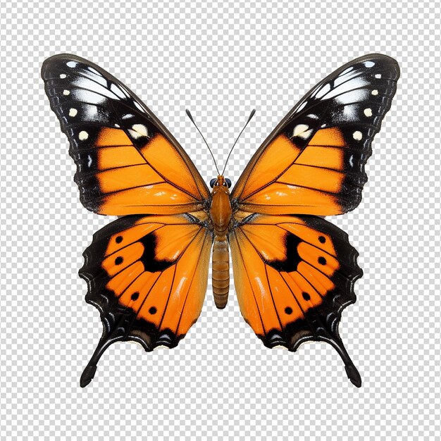 PSD png de borboleta isolado em fundo transparente