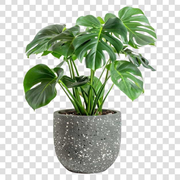 PNG Decoração elegante de plantas de monstera de interior