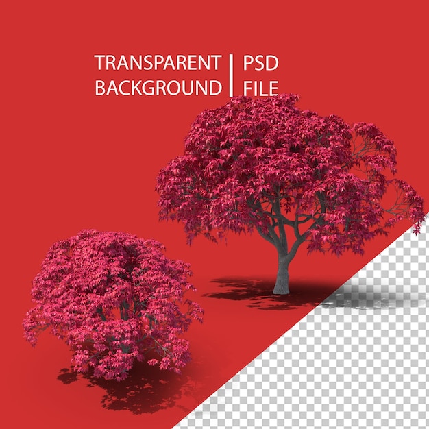 PNG dell'albero di acero giapponese