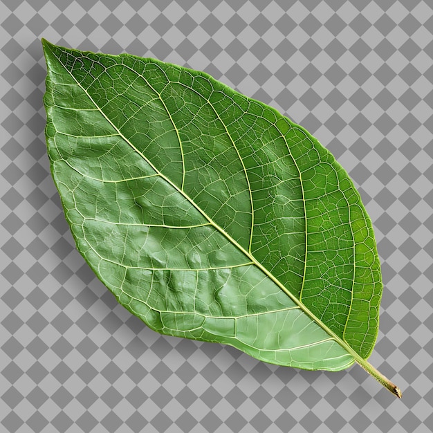 PSD png desert honeysuckle leaf com forma de folha oposta e verde c top view objeto natural isolado