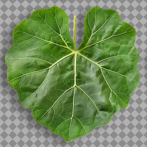 PSD png desert mallow leaf con forma de hoja en forma de corazón y verde co top view objeto de naturaleza aislado
