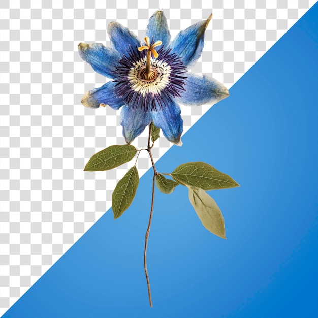 PNG Druckte eine blaue Passionsblume blaue Passionblumen-Illustration