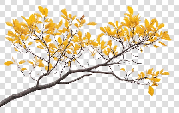 PNG Echte Aschenzweige blättern gelb