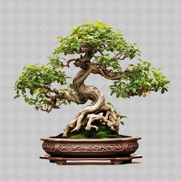 PSD png eiche bonsai baum stein topf lobed blätter stärke konzept trad transparent vielfältige bäume dekor