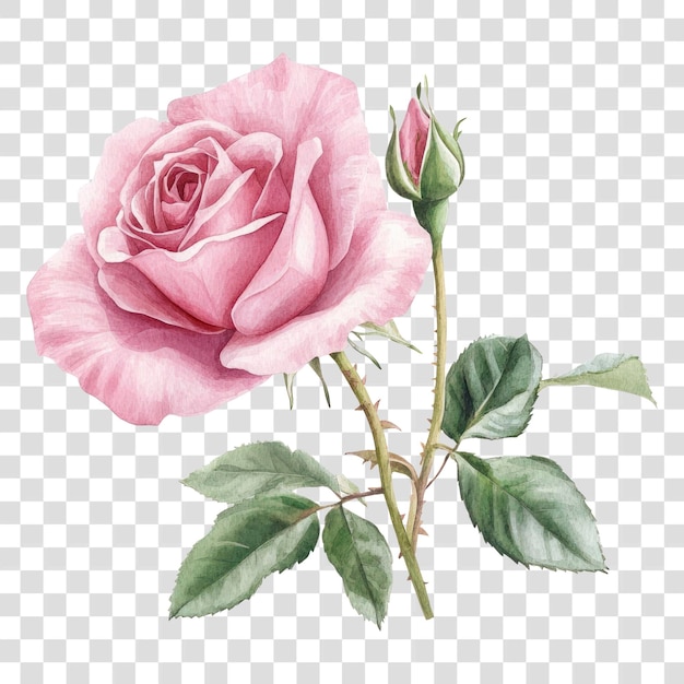 PNG Englisch rosa Rosen Rose Illustration Aquarell