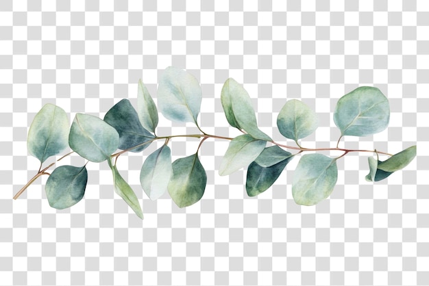 PNG Eucalyptus lascia illustrazione artistica delle foglie