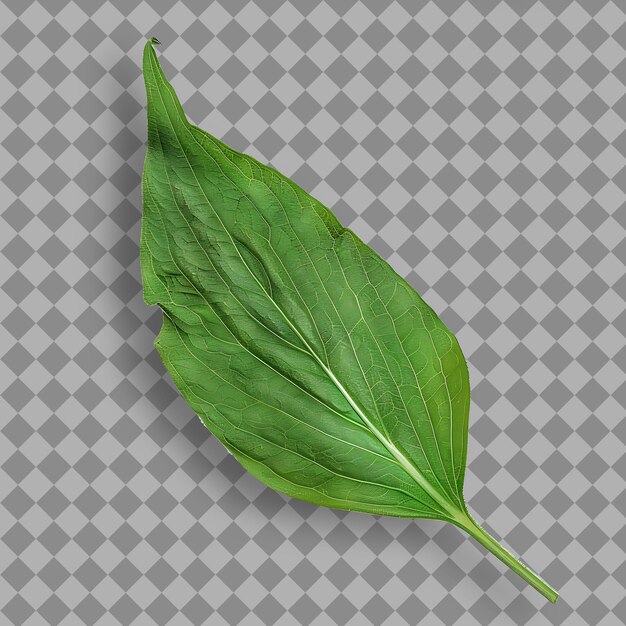 PSD png feuille d'échinacée du désert avec forme de feuille en forme de lance et vue supérieure verte objet naturel isolé