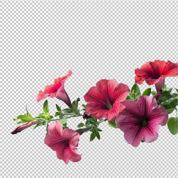 PSD png flor verão