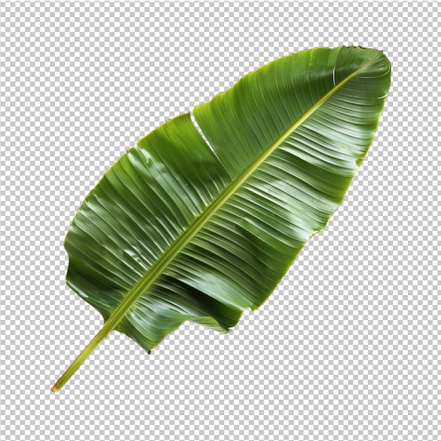 PSD png folhas tropicais