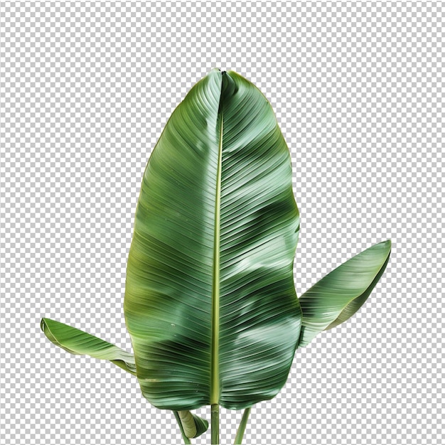 PSD png folhas tropicais