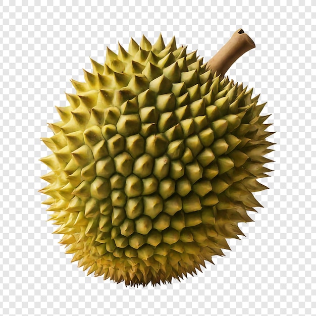 PSD png de frutos frescos de durian aislados sobre un fondo transparente psd premium