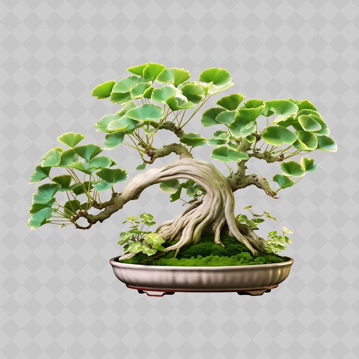 PSD png ginkgo bonsai árbol de piedra las hojas en forma de abanico las tranquilizan transparentes decoración de árboles diversos
