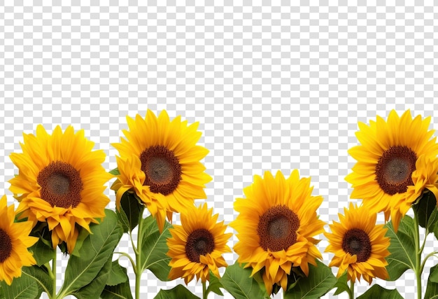 PNG girassóis brilhantes contra fundo branco