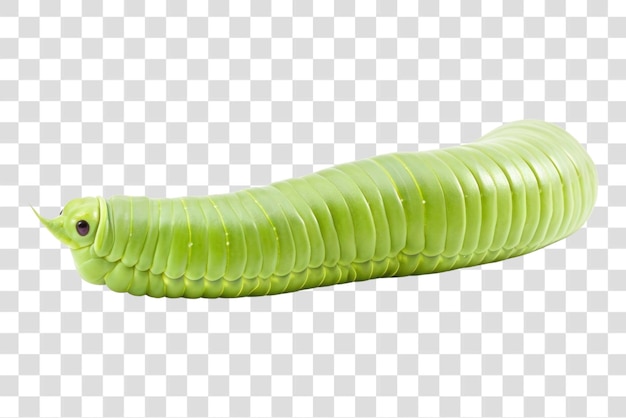 PNG Un gusano verde una oruga invertebrada de fondo blanco