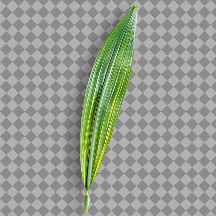 PSD png hoja de narciso del desierto con forma de hoja de correa y verde c vista superior objeto natural aislado