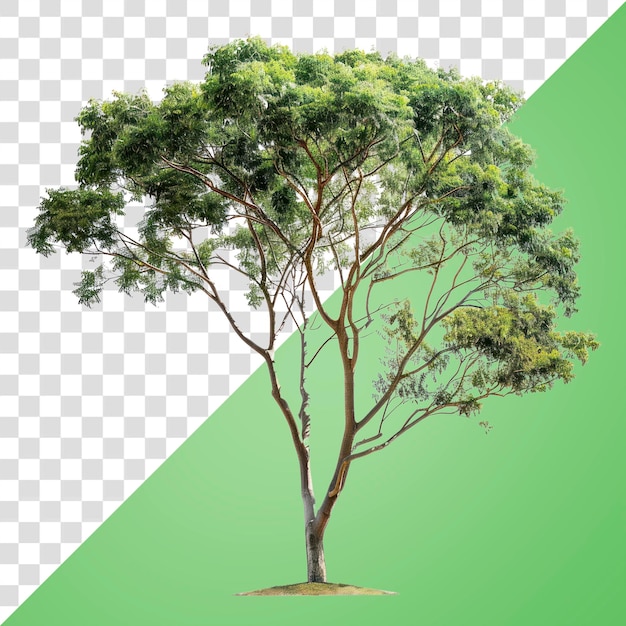 PNG Isolierte Bäume Baum im Freien Natur