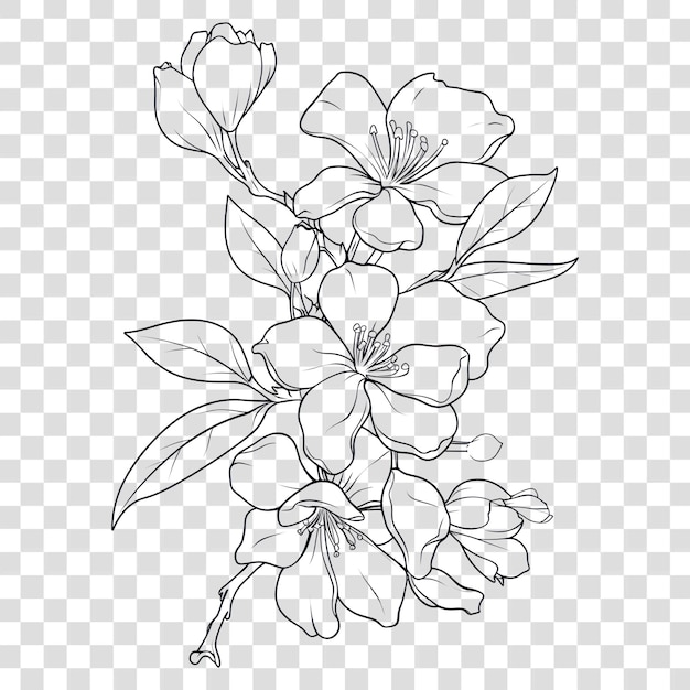 PNG Jasmine Kunst Illustration Zeichnung