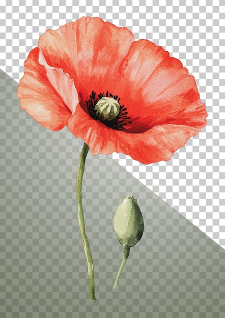 PNG Leuchtend rote Mohnblüte mit grünen Knospen