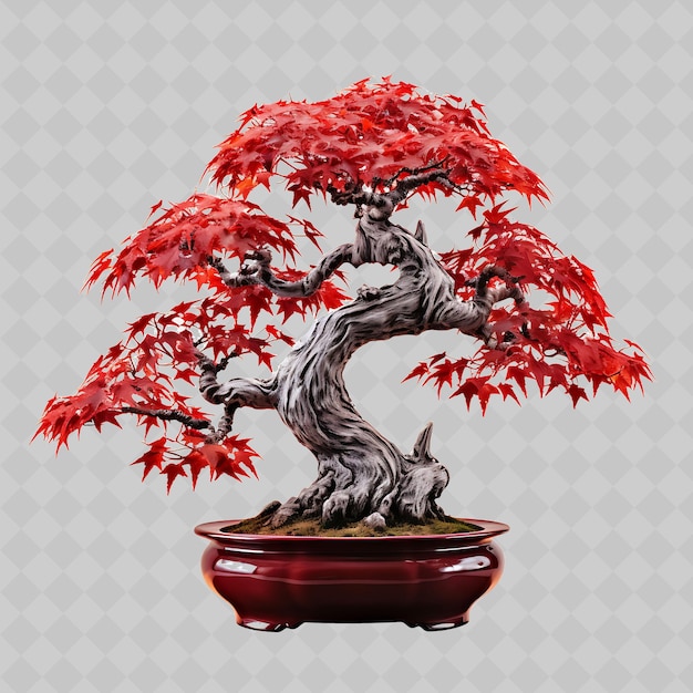 PSD png maple bonsai arbre porcelaine pot palmeraie feuilles crimson thème transparent décor d'arbres divers