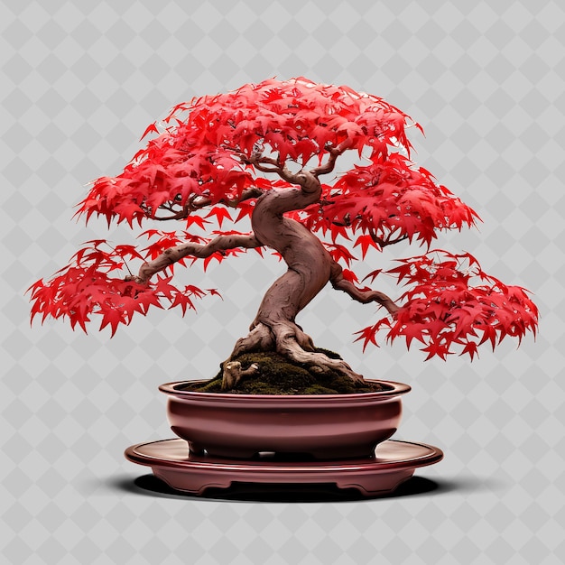 PSD png maple bonsai arbre porcelaine pot palmeraie feuilles crimson thème transparent décor d'arbres divers