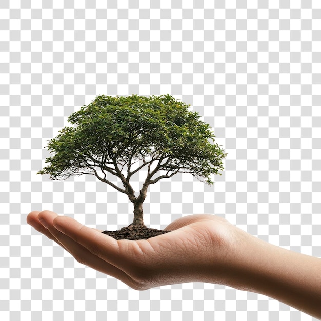 PNG Miniaturbaum in der Hand