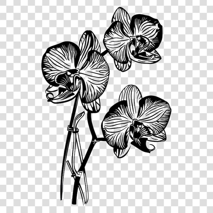 PSD png orchidee bianche e nere eleganti