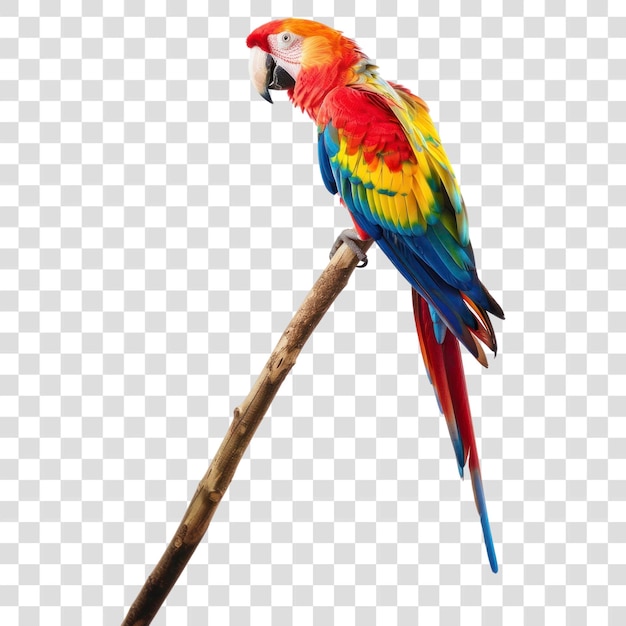 PNG pappagallo colorato appoggiato su un ramo