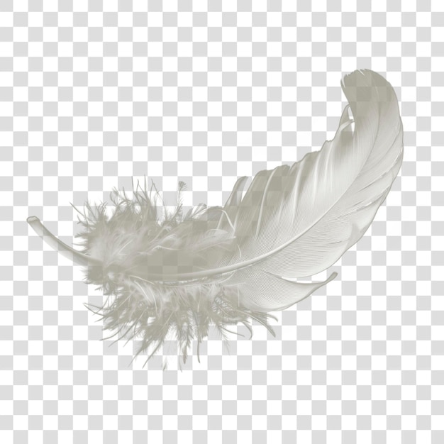 PNG pluma blanca delicada en el negro