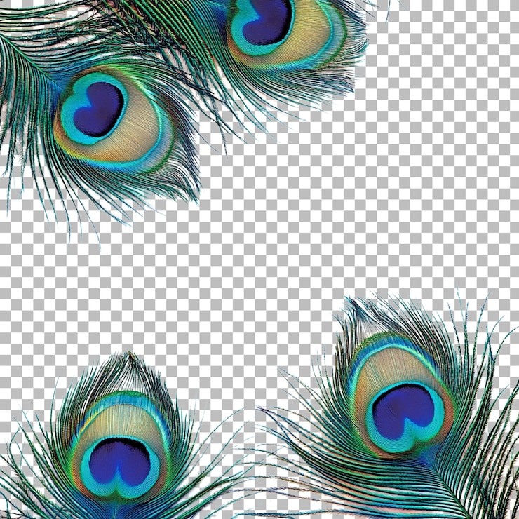 PSD png plumas de pavo real invitación hindú contra un fondo transparente