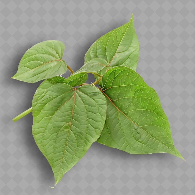 PSD png pommes de terre douces feuilles légumes à feuilles vertes à rougeâtre flèche s isolé légumes propres et frais