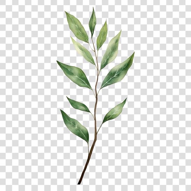 PNG La rama de la hoja de la planta es verde