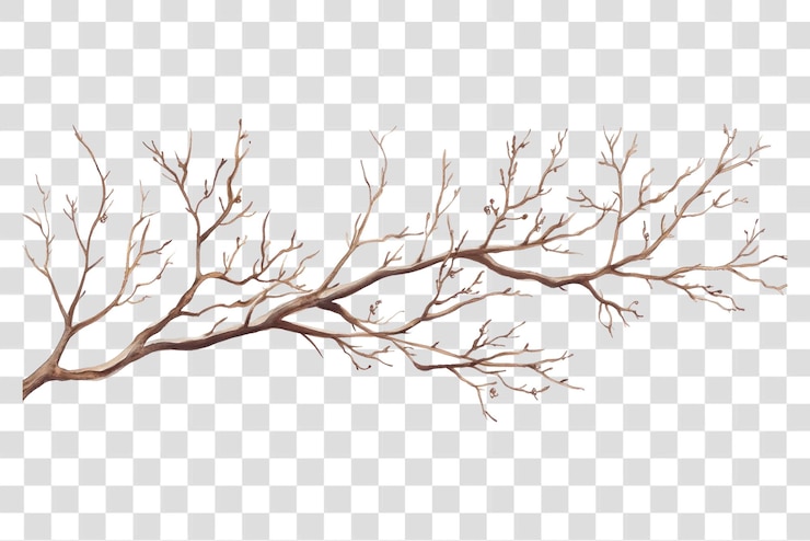 PSD png ramas secas dibujo artístico de ilustración