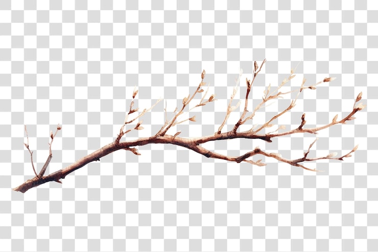 PSD png ramas secas ilustración de árbol de acuarela