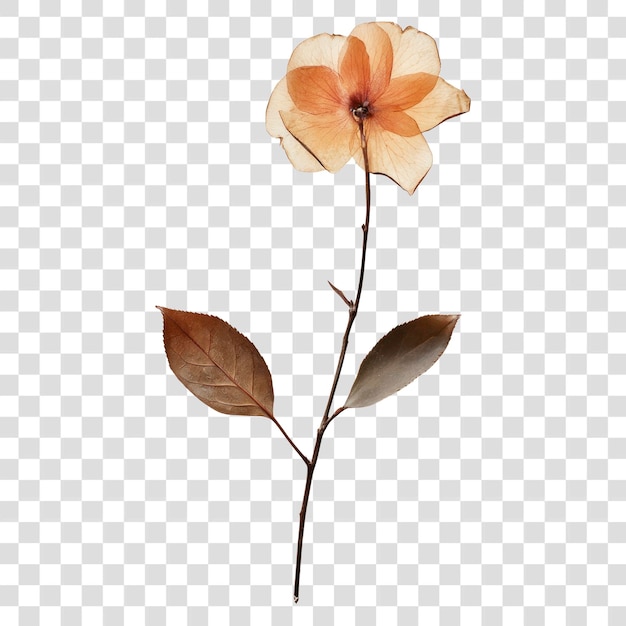 PNG Real Presse eine Kamelieblüte Presse Pflanze