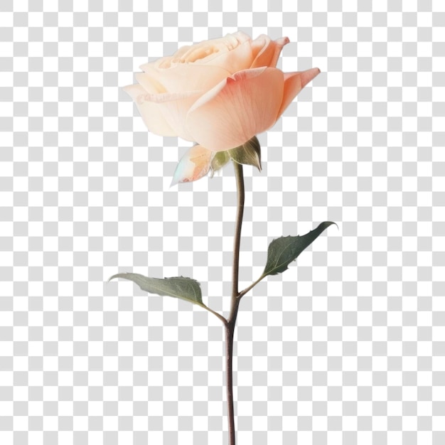 PNG Rosa di pianta a petali