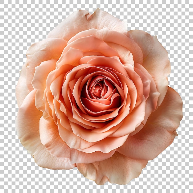 PSD png rosado con fondo transparente