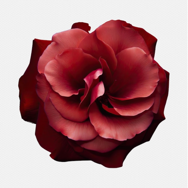 Png-rose