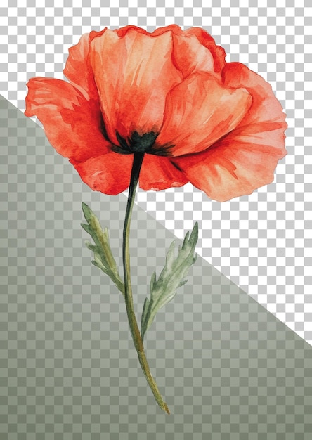 PNG Rote Mohnblüte mit grünen Blättern