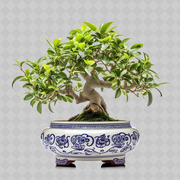 PSD png serissa bonsai arbre pot de porcelaine petites feuilles ovales élégantes t transparent décor d'arbres divers