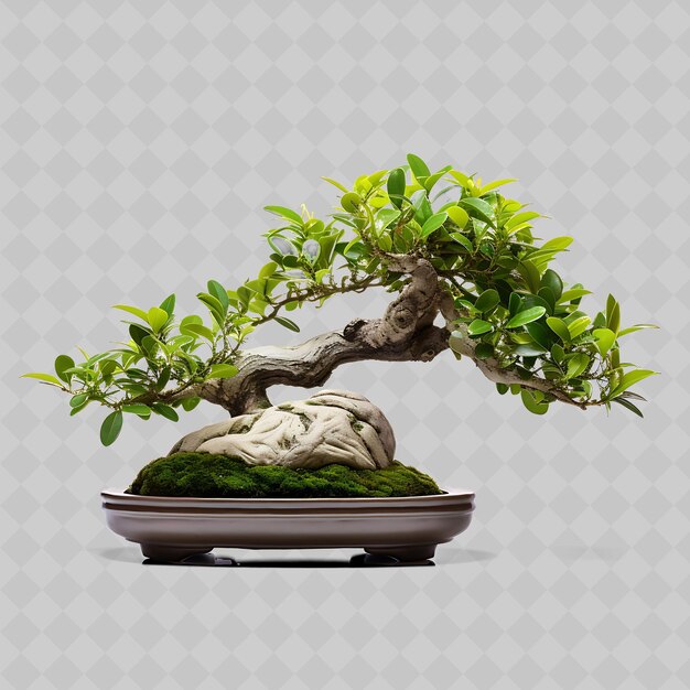 PSD png serissa bonsai keramik topf kleine blätter zen garten konzept h transparente vielfältige bäume dekor