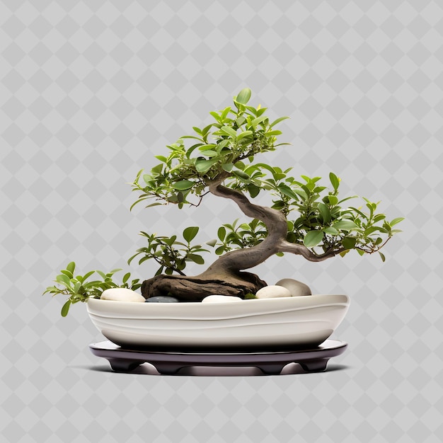 PSD png serissa bonsai keramik topf kleine blätter zen serenity konzept durchsichtig vielfältige bäume dekor